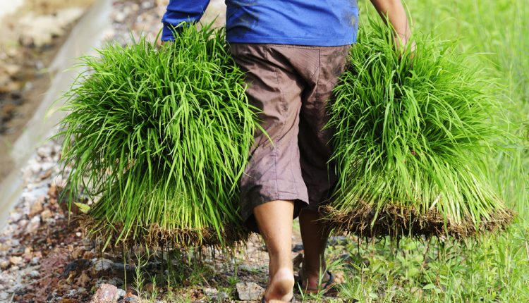 E-commerce marketplaces boost aid to farmers during crisis